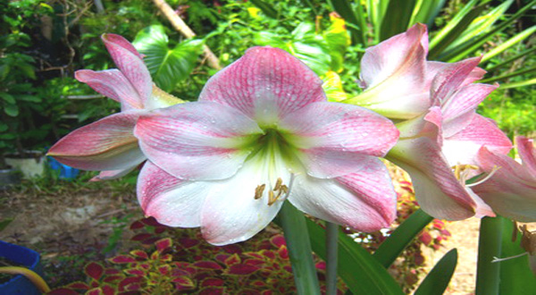 ต้นไม้มงคลประจำทิศต่างๆ