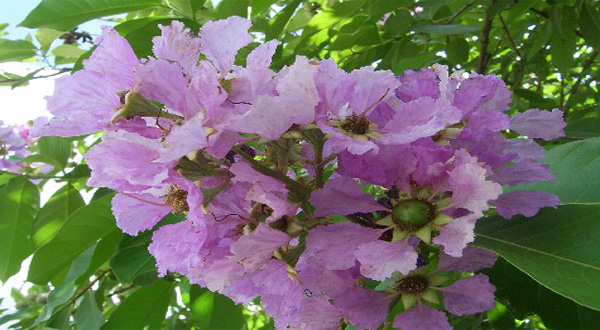 ปลูกต้นตะแบกไว้ประจำบ้านจะทำให้มีฐานะที่สูงขึ้น มั่นคงขึ้นจริงหรือไม่