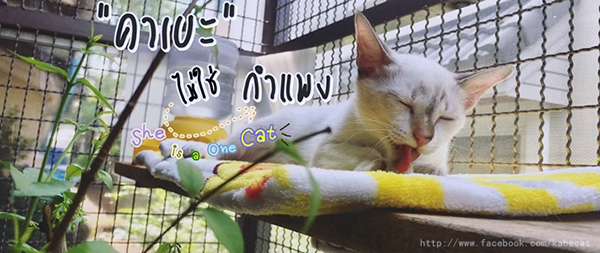 เปลี่ยนพื้นที่ข้างบ้าน เป็นบ้านแมวสุดเจ๋ง