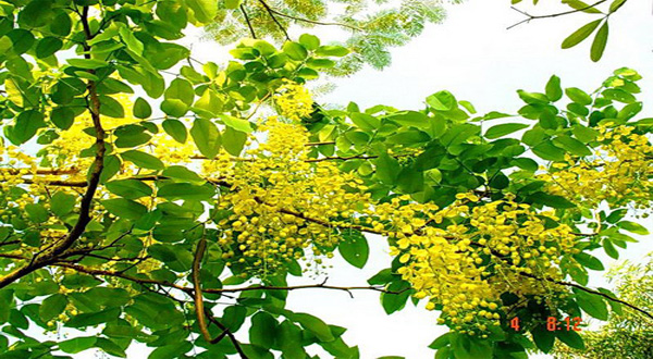 ปลูกต้นราชพฤกษ์ไว้ประจำบ้านช่วยให้มีเกียรติมีศักดิ์ศรีอย่างไร