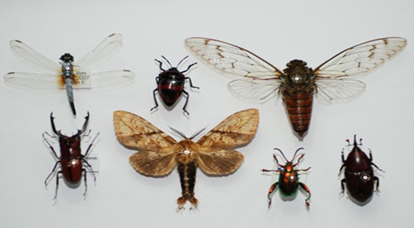 การป้องกันแมลงเข้าบ้าน