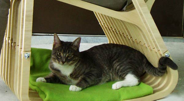 เก้าอี้นั่งกับสัตว์เลี้ยง