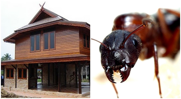 เคล็ดลับบ้านไม้ไร้ปลวก 