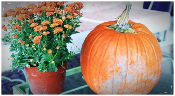 กระถางต้นไม้ฟักทองจากธรรมชาติ