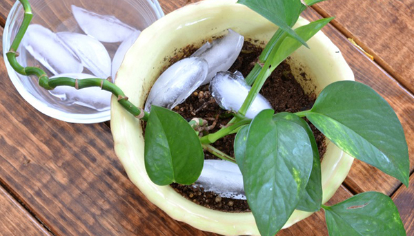 รู้หรือไม่ ใช้น้ำแข็งแทนการรดน้ำต้นไม้ได้ด้วย