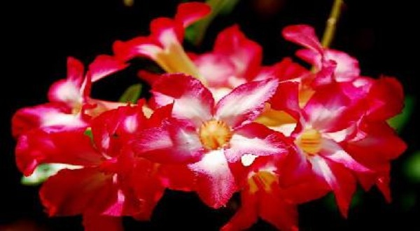 ควรปลูกต้นไม้อะไร อย่างไร เสริมฮวงจุ้ยบ้าน