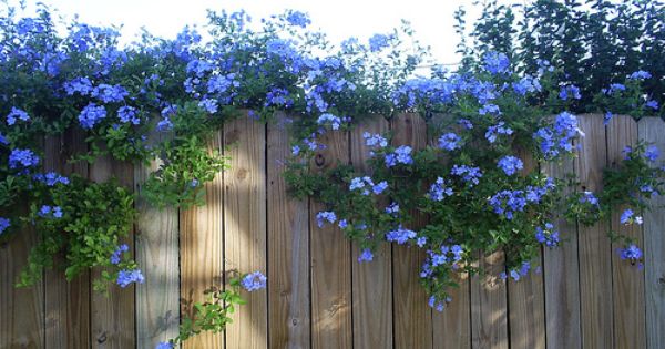 แต่งสวนสวยด้วยพรรณไม้สีม่วง