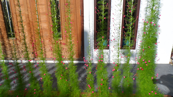 ปลูกไม้เลื้อยบังแดดแสนสวย ด้วยตัวเอง