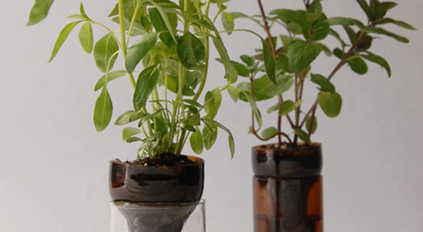 DIY ปลูกสมุนไพรในขวดแก้ว