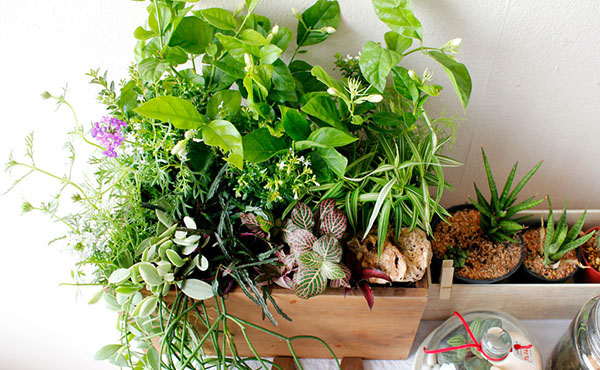 จัดสวนมะลิสไตล์มินิ