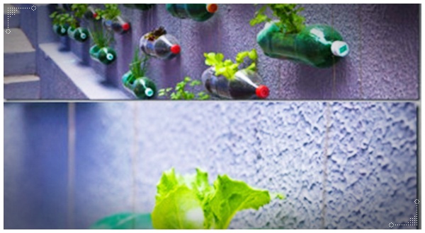 ตกแต่งสวน ด้วยขวดน้ำอัดลม