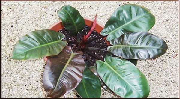 ไม้มงคลมรกตแดง