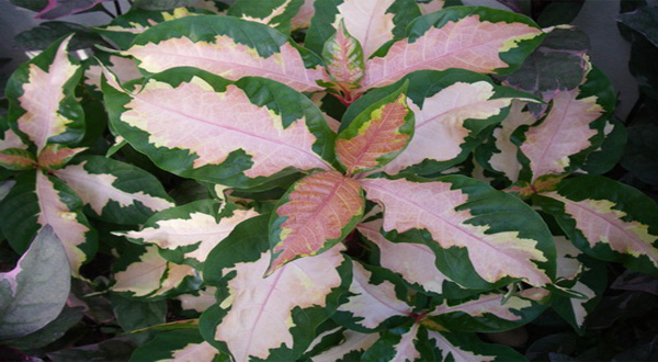 ต้นใบทองไม้มงคลแห่งความศักดิ์สิทธิ์