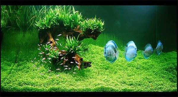 ฮวงจุ้ยกับตู้ปลา