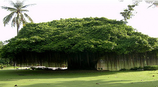 9 ต้นไม้ที่ไม่ควรปลูกในบ้าน