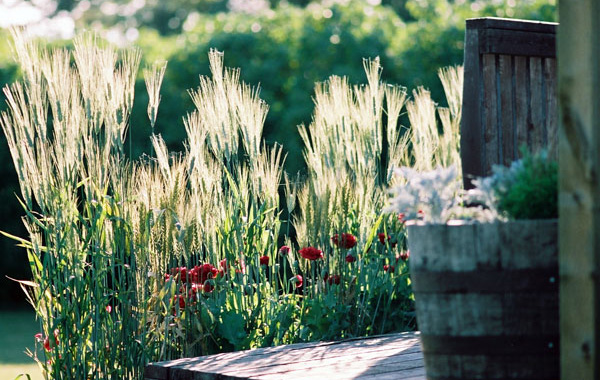 ต้นหญ้าแต่งสวนสวย