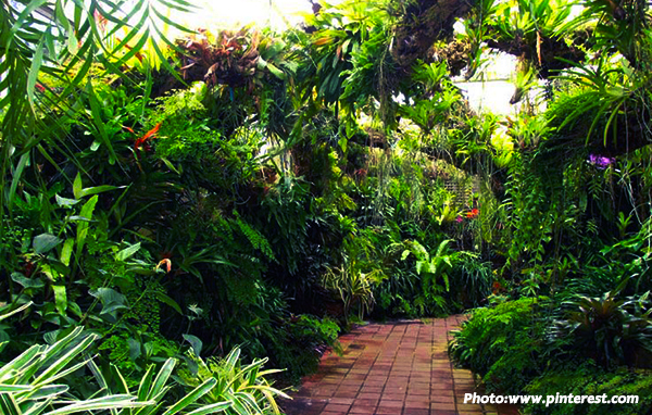 สวนสวยด้วยเฟิร์น