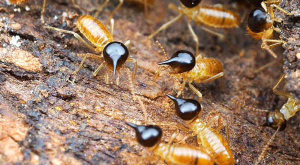 กำจัดปลวก และวิธีป้องกัน