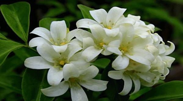 การเสริมฮวงจุ้ยในบ้านคุณ