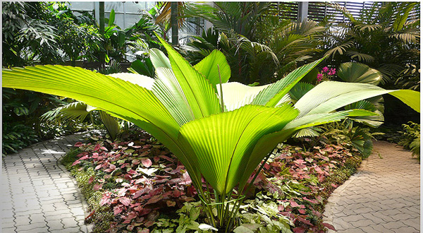 10 ข้อควรระวัง สำหรับการปลูกต้นไม้ในอาคาร