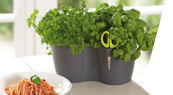 แจกัน สมุนไพร บนโต๊ะอาหาร