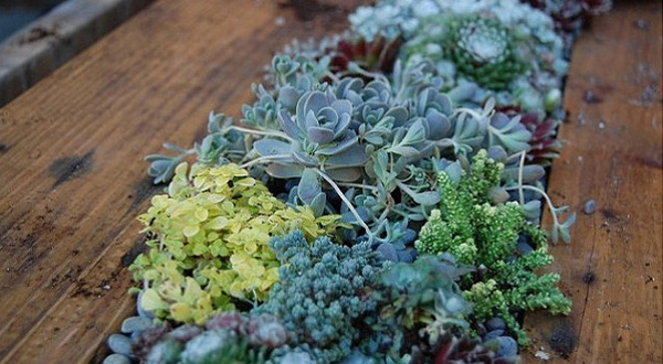 DIY จัดสวนสวย บนโต๊ะไม้