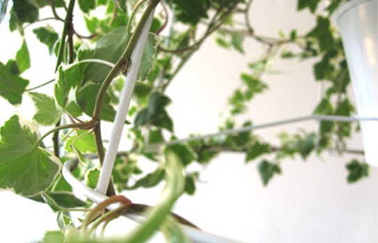 โคม โคมไฟ ลดโลกร้อน กระถางต้นไม้ ต้นไม้ 