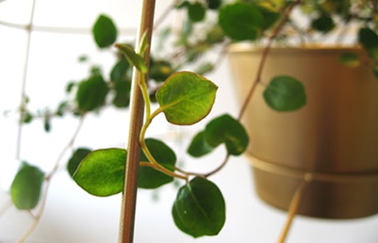 โคม โคมไฟ ลดโลกร้อน กระถางต้นไม้ ต้นไม้ 