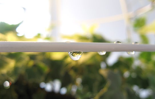 โคม โคมไฟ ลดโลกร้อน กระถางต้นไม้ ต้นไม้ 