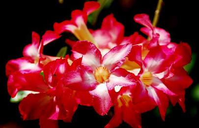 ต้นไม้มงคล ปลูกต้นไม้ ฮวงจุ้ยบ้าน เสริมฮวงจุ้ย