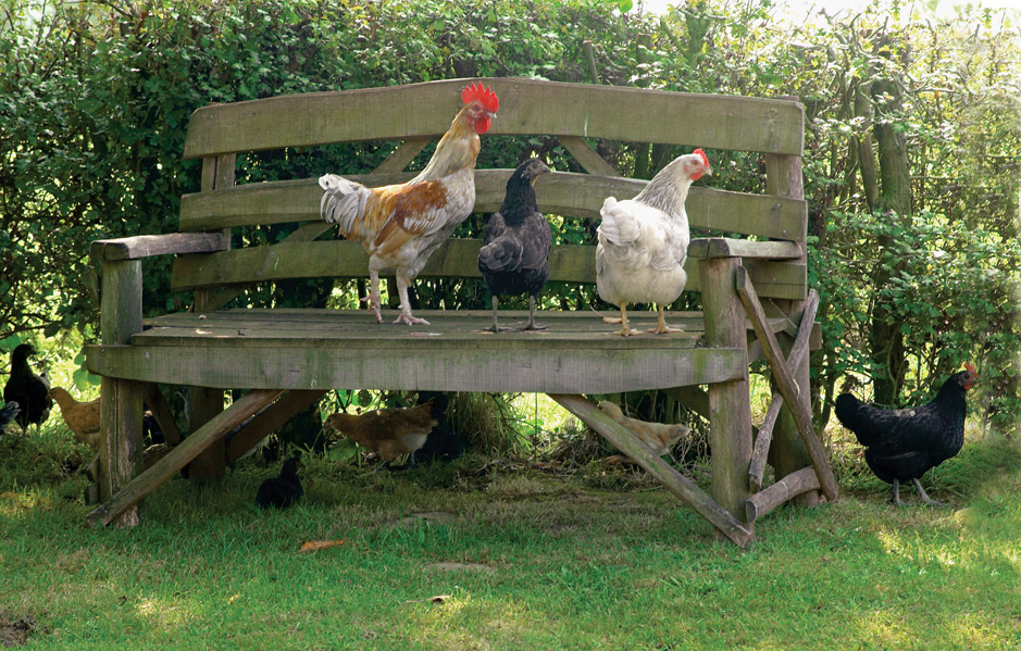 โซฟา เก้าอี้ไม้