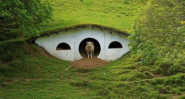 ออกแบบบ้านแกะ แกะนิวซีแลนด์ ออกแบบบ้านแกะ แกะนิวซีแลนด์