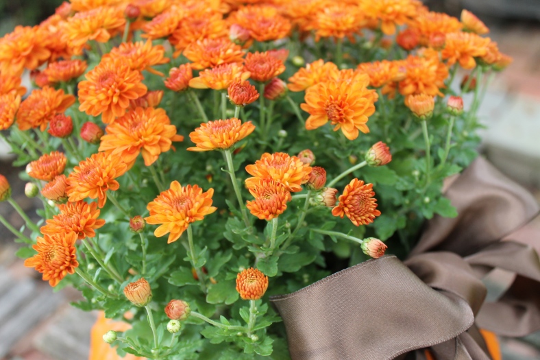 การปลูกต้นไม้ในฝักทอง การปลูกต้นไม้ในฝักทอง