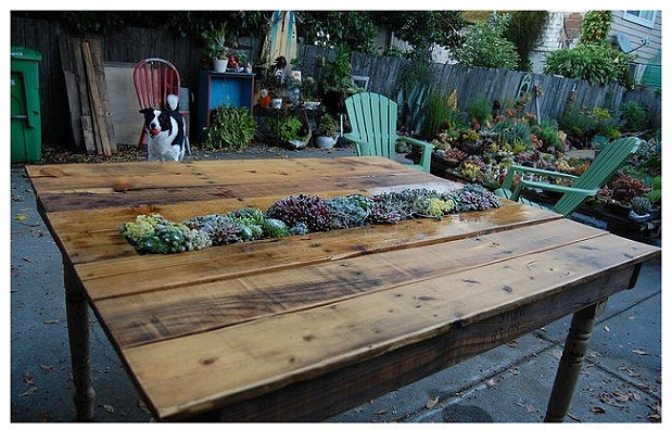 สวนบนโต๊ะ สวนบนโต๊ะ