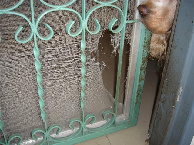 ซ่อมมุ้งลวดขาด ซ่อมมุ้งลวดขาด