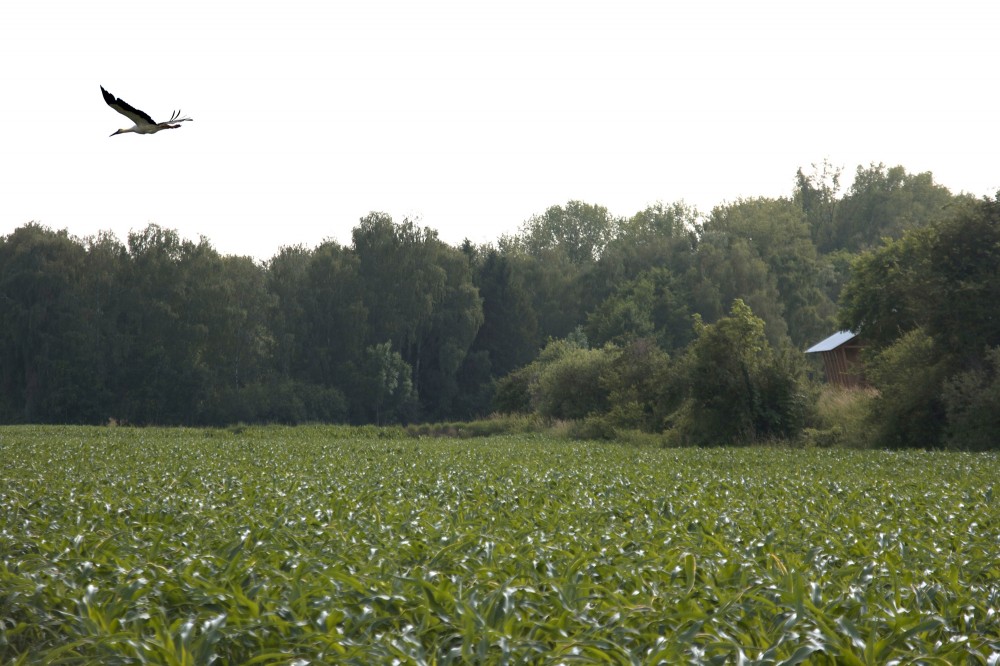 บ้านธรรมชาติ