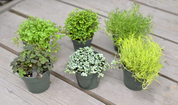 ต้นไม้จิ๋วประดับบ้าน