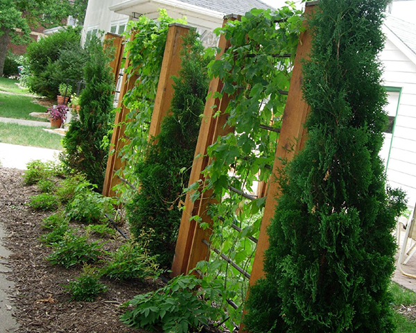 รั้วต้นไม้ รั้วต้นไม้