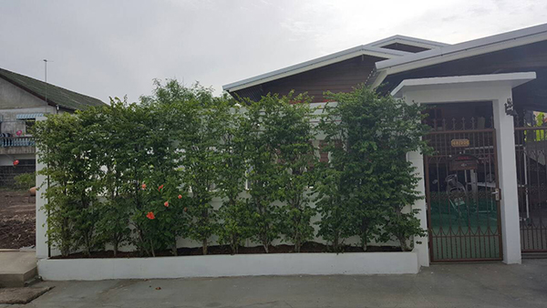 สวนข้างบ้าน