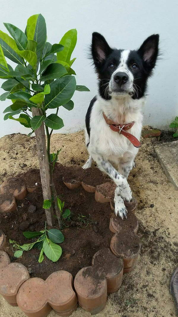 จัดสวนข้างบ้าน