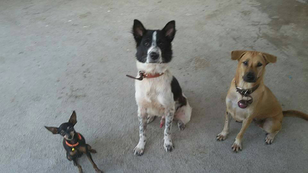 สวนข้างบ้าน