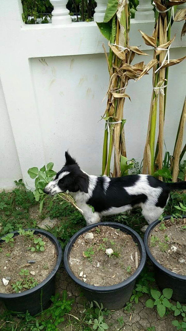 สวนข้างบ้าน