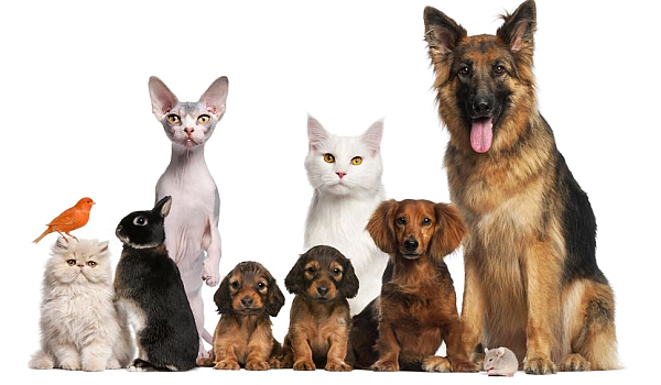 ข้อแนะนำการเลี้ยงสัตว์ในบ้าน