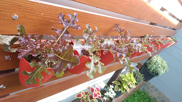 ปลูกผักกินเอง ปลูกผักกินเอง