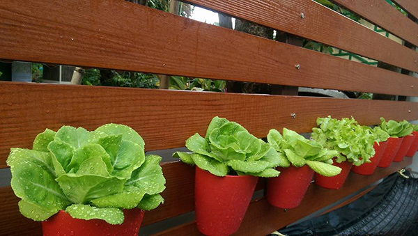 ปลูกผักริมรั้ว ปลูกผักริมรั้ว