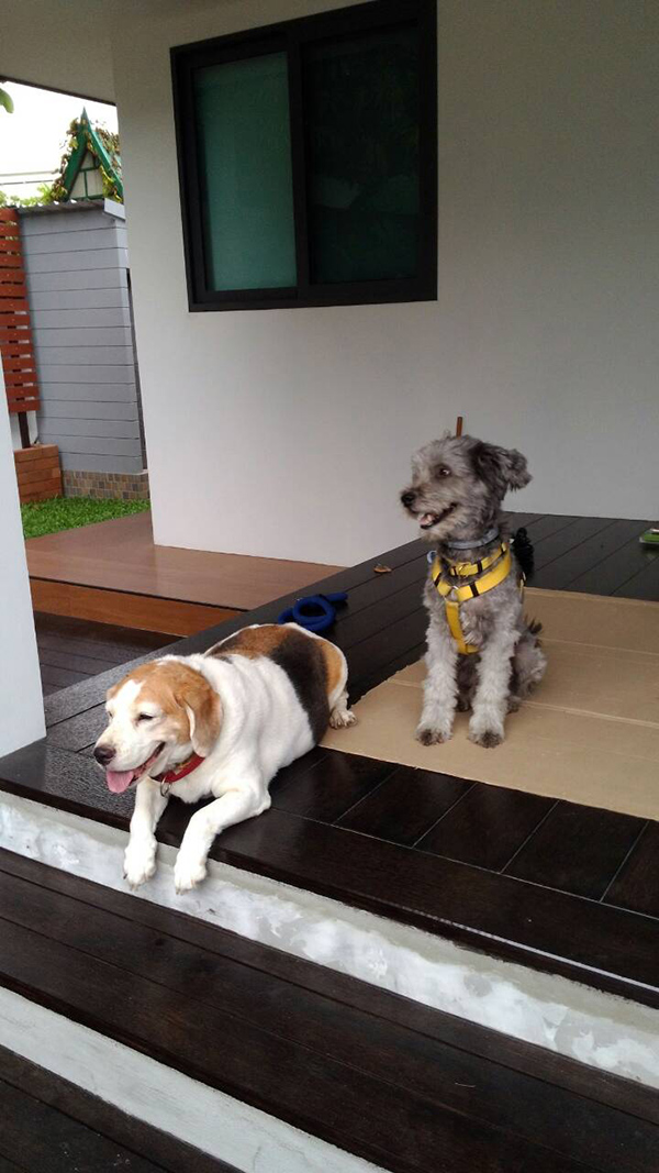 สวนข้างบ้าน สวนข้างบ้าน