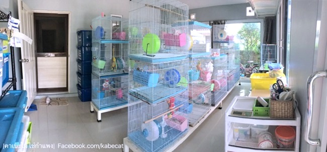 ไอเดียสร้างบ้านแมว ไอเดียสร้างบ้านแมว