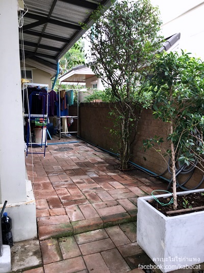 สร้างบ้านให้แมว สร้างบ้านให้แมว