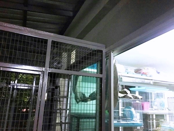 ไอเดียต่อกรงแมว ไอเดียต่อกรงแมว