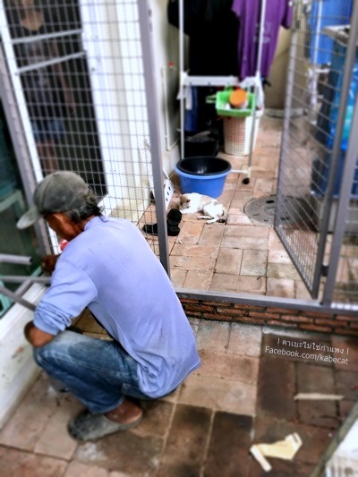 ทาสแมว ทาสแมว